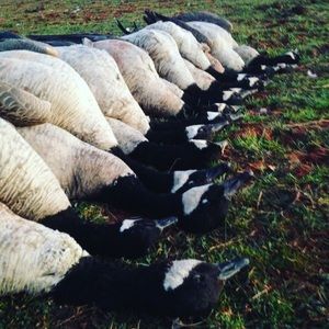 Meet your Posher, Garrett